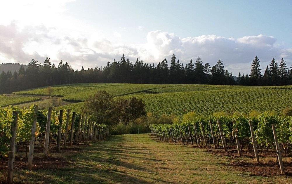 Chehalem Mountains